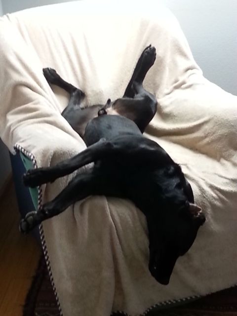 Rocco im Koma.jpg