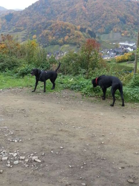 Über Mayschoß.jpg