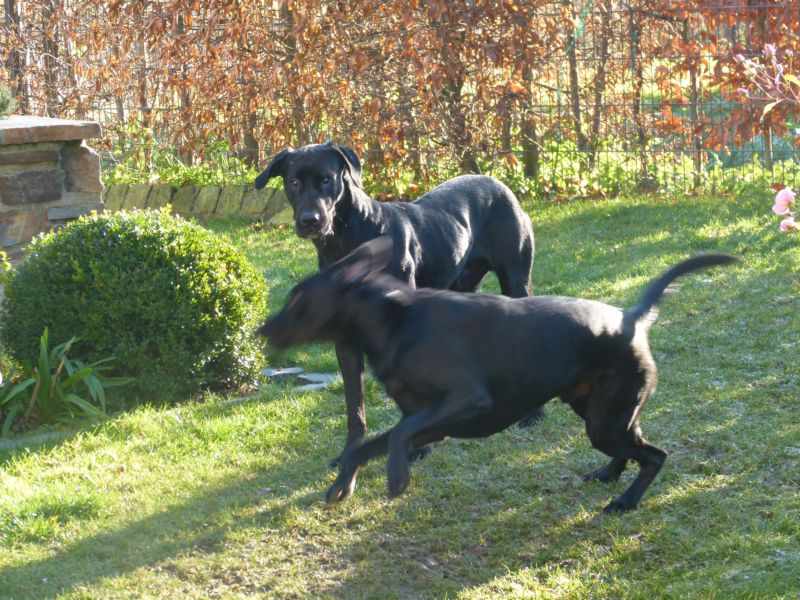 Fang mich.JPG