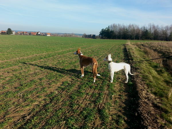 Hundespaziergang 27.12.15.JPG