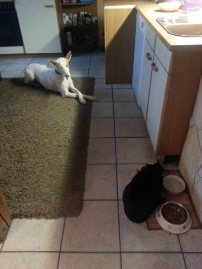 Amy und Ginger.JPG