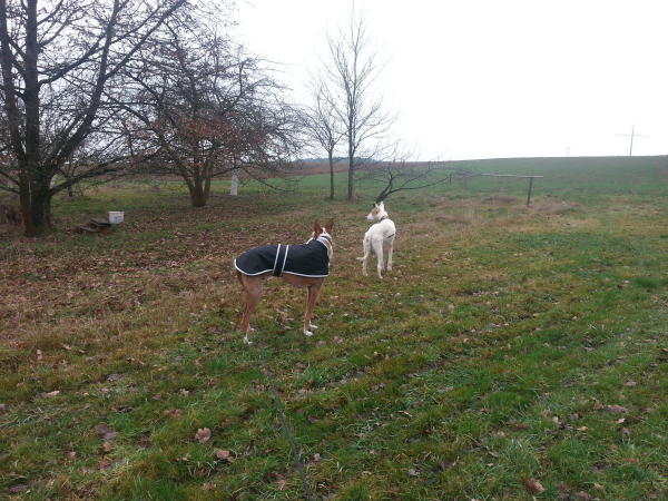 Weihnachtsspaziergang.JPG