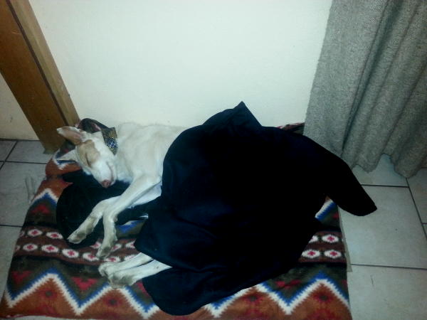 Amy-Kuschelmaus.JPG