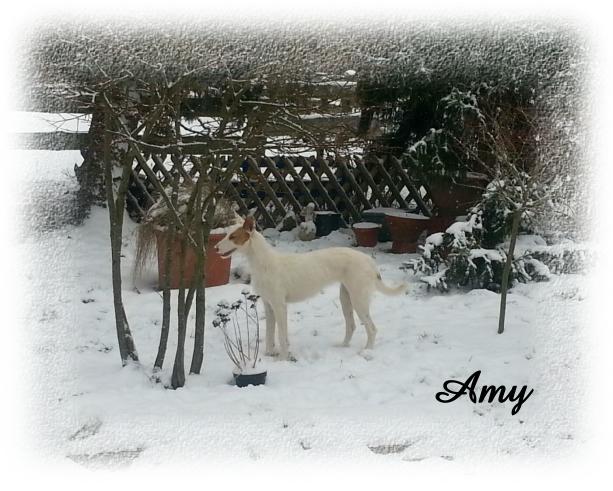 Amy-Schneehase.JPG