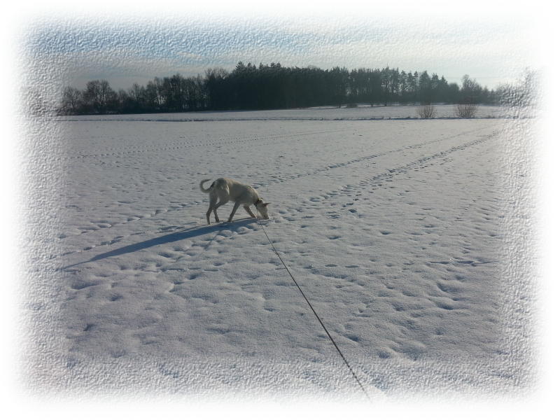 Amy-Schneehase-a.JPG