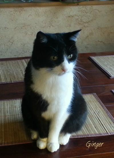 Ginger-Jan.16.JPG