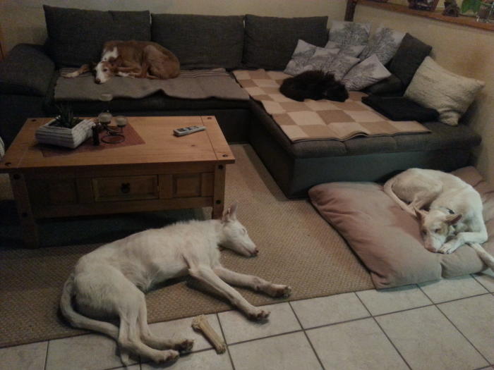Aramis-Linus-Amy-Franca-b.JPG