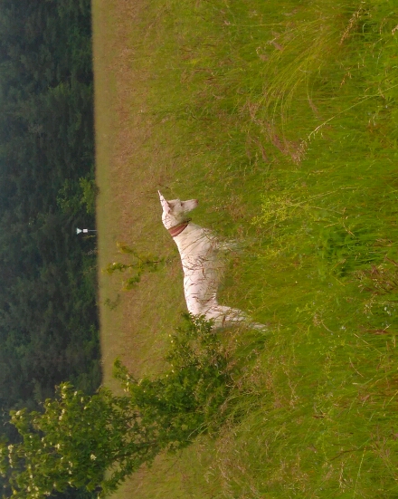 DSC_0111_crop_440x551.JPG