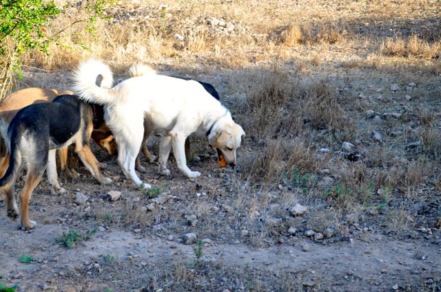 DSC_0440.jpg