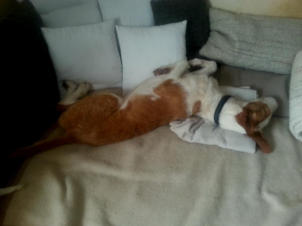Aragon-Kuscheldecke.JPG