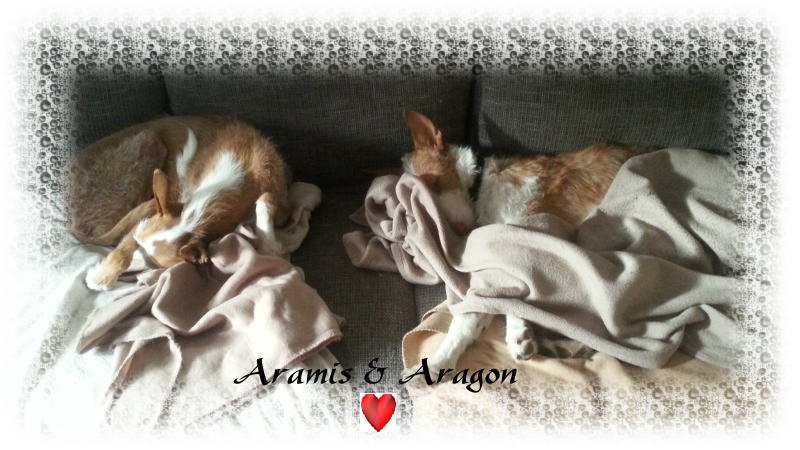 Aragon-Aramis-Morgenschläfchen-a.jpg