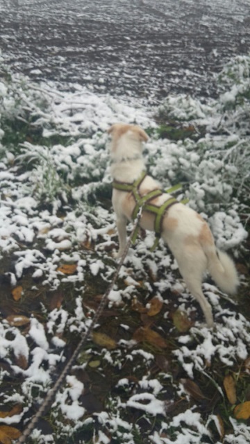 IMG-20161111-WA0004.jpg