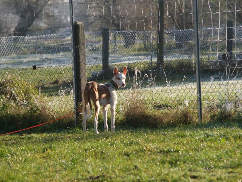 Nov. Garten 2 klein.jpg