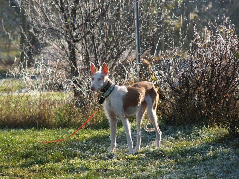 Nov. Garten 3 klein.jpg
