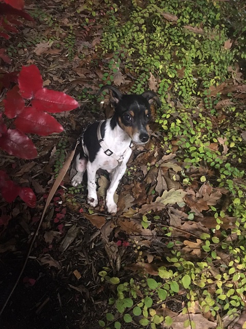IMG-20161118-WA0006.jpg
