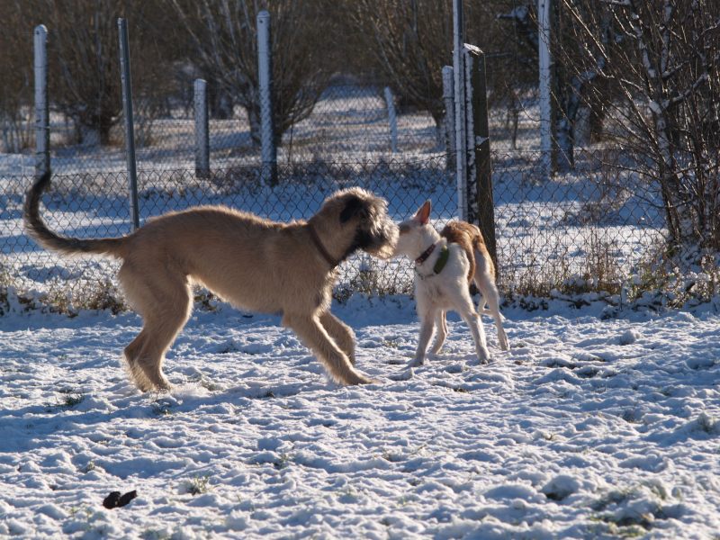 erster Schnee 1.jpg