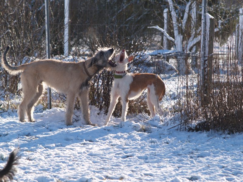 erster Schnee 2.jpg