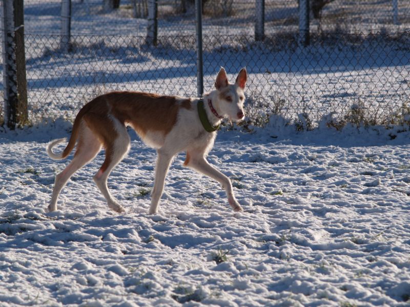 erster Schnee 3.jpg
