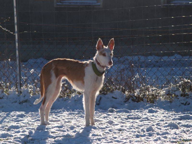 erster Schnee 5.jpg