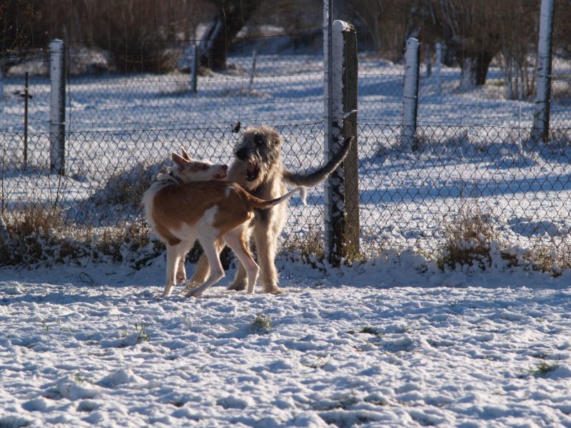 erster Schnee 6.jpg