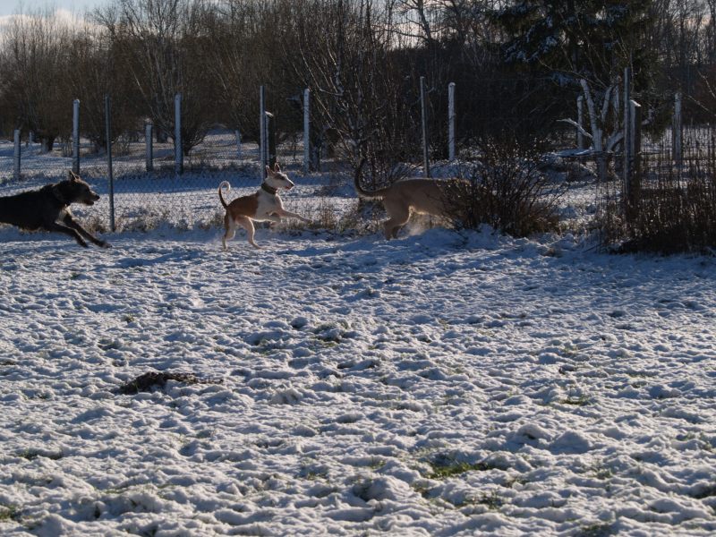 erster Schnee 7.jpg