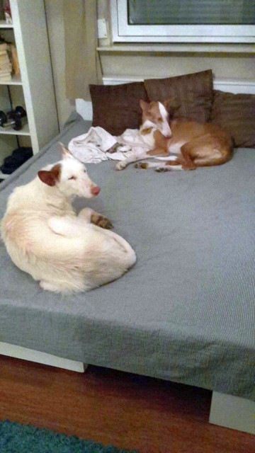 117IMG-20170210-WA0003.jpg
