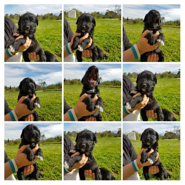 00420170210_232750-COLLAGE.jpg