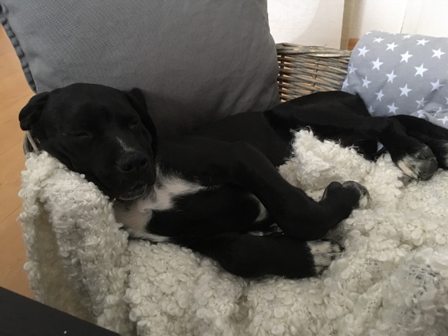Guten Morgen (640x480).jpg