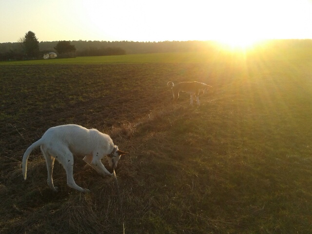 Abend(b)rot.jpg
