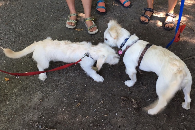 Snoopy und Pepper 1.jpg