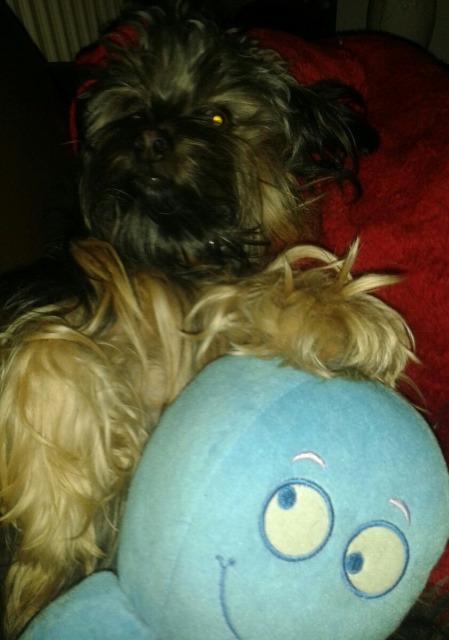 Kissy schickt liebe Grüsse, sie fühlt sich pudelwohl