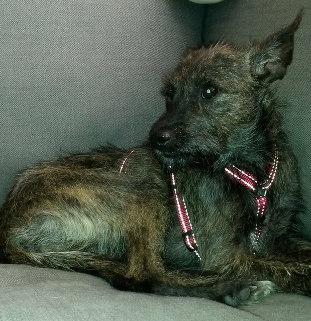 MARIE ihr Lieblingsplatz..<br />das Sofa