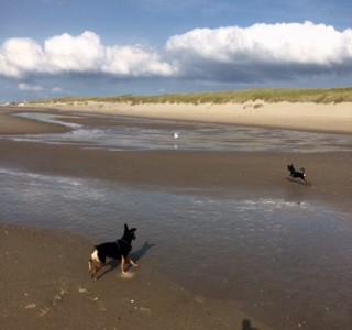 Texel3....jpg