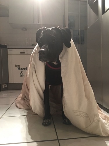 Huibond der Schlosshund.jpg