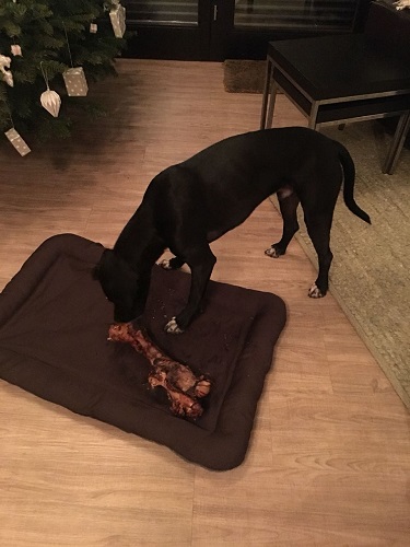 Kleiner Weihnachtsknochen.JPG