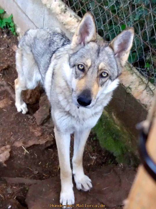 Hund1_695701.jpeg