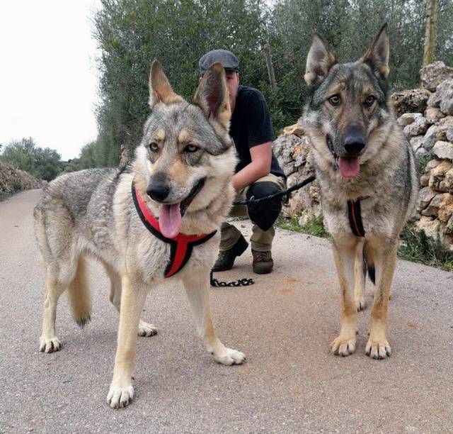 Hund4_696475.jpeg