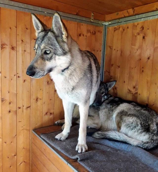 Hund5_696475.jpeg