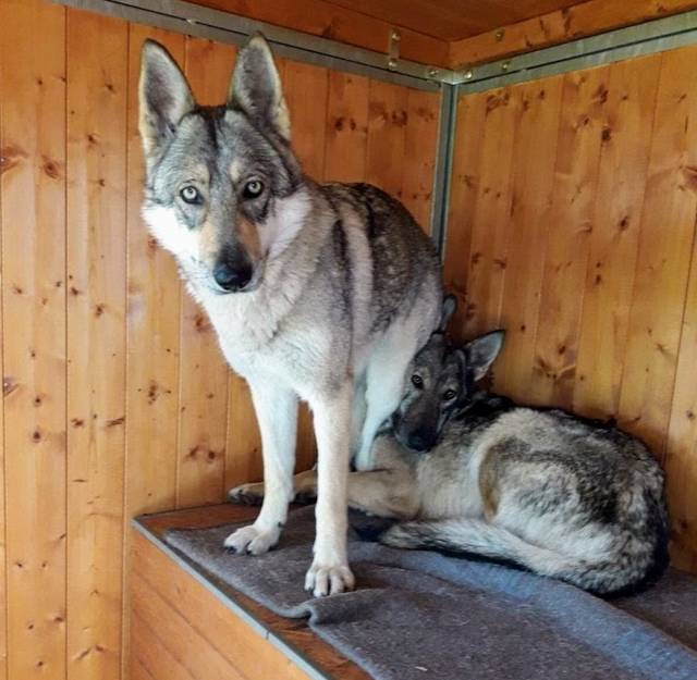 Hund7_696475.jpeg