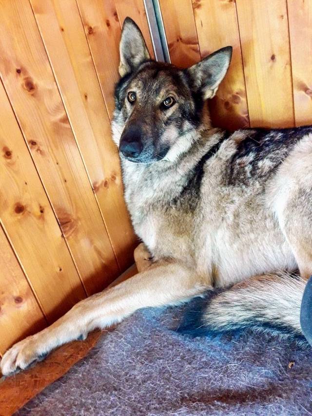 Hund1_696581.jpeg