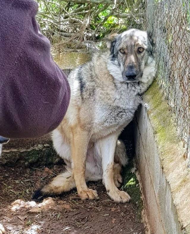 Hund2_696581.jpeg