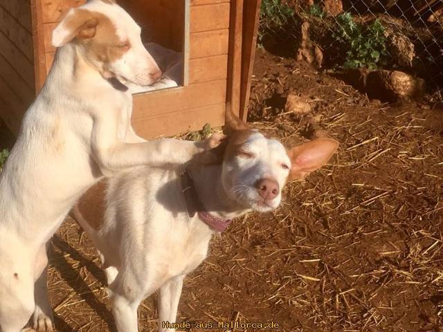 Hund2_681609.jpeg
