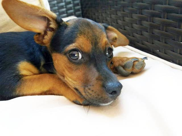 Hund2_709762.jpeg