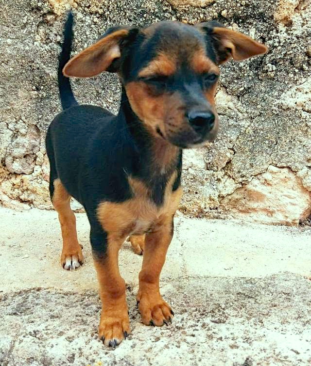Hund3_709762 2.jpeg