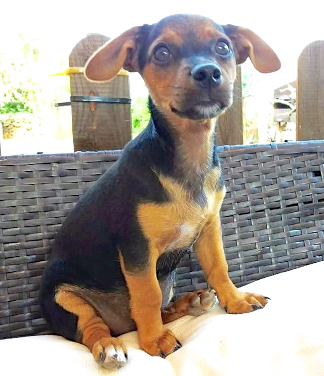 Hund5_709762 2.jpeg