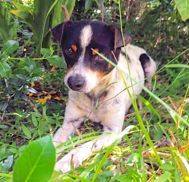 Hund2_709618.jpeg