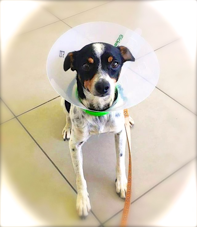 Hund5_709618.jpeg