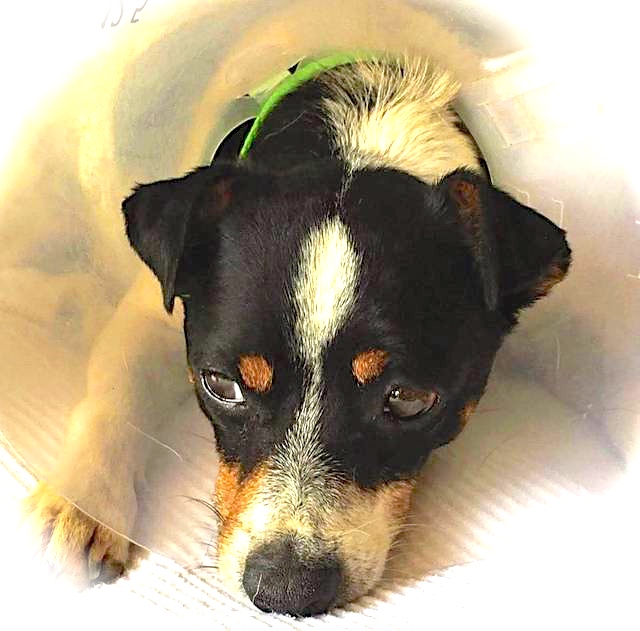 Hund6_709618.jpeg