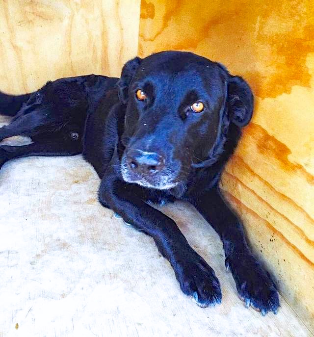 Hund2_709617.jpeg