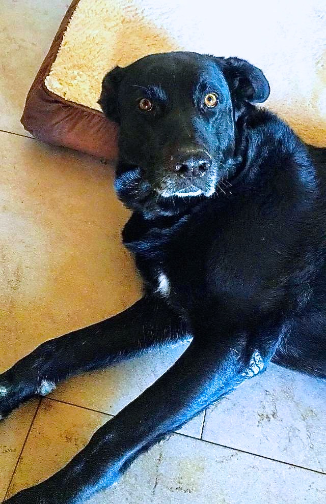 Hund4_709617.jpeg